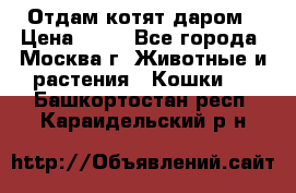 Отдам котят даром › Цена ­ 10 - Все города, Москва г. Животные и растения » Кошки   . Башкортостан респ.,Караидельский р-н